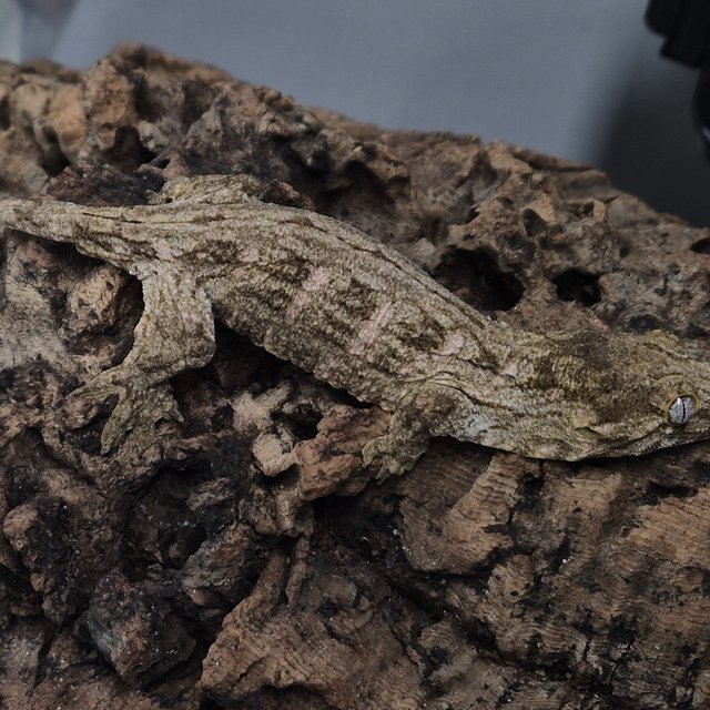 코기스 트로거 프리델 헷 멜라니스틱