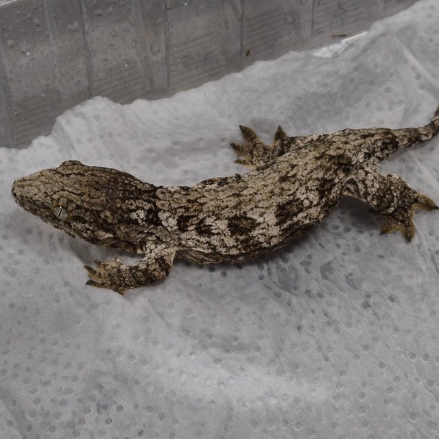 GT 코기스 프리델