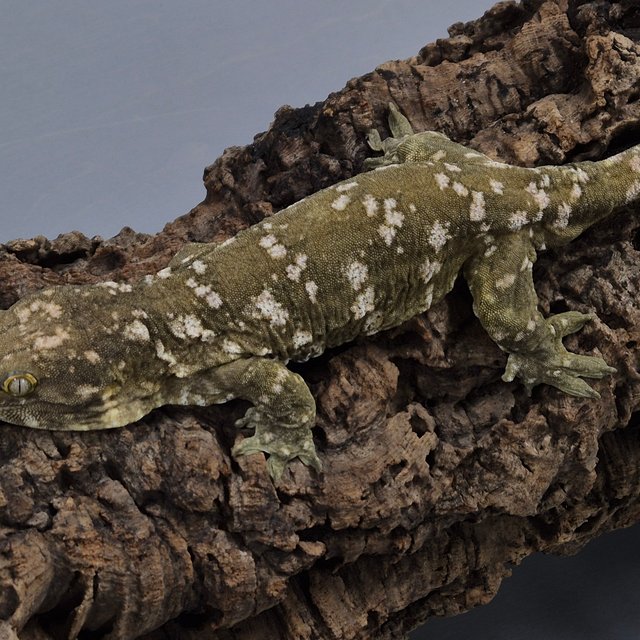 GT 코기스 프리델