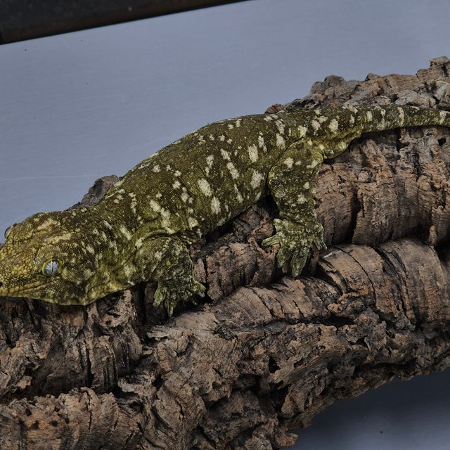 GT 코기스 프리델 트로거