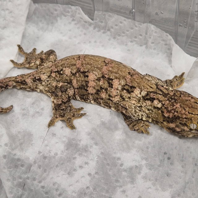 GT 코기스 프리델 레드바