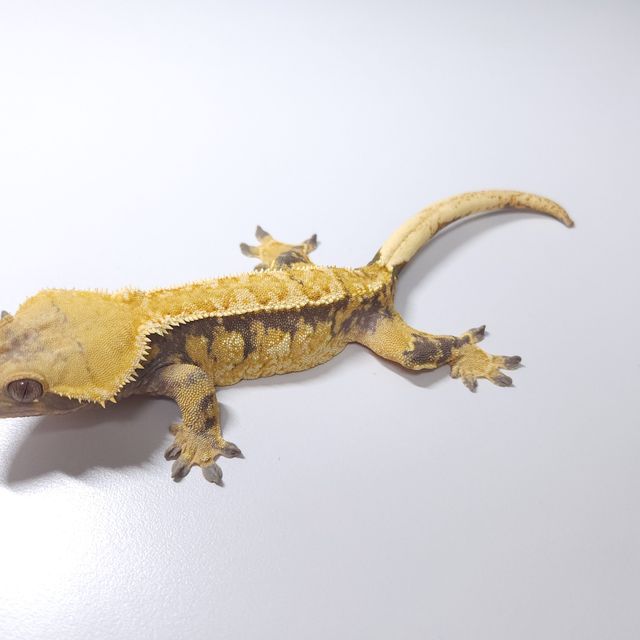 트라이