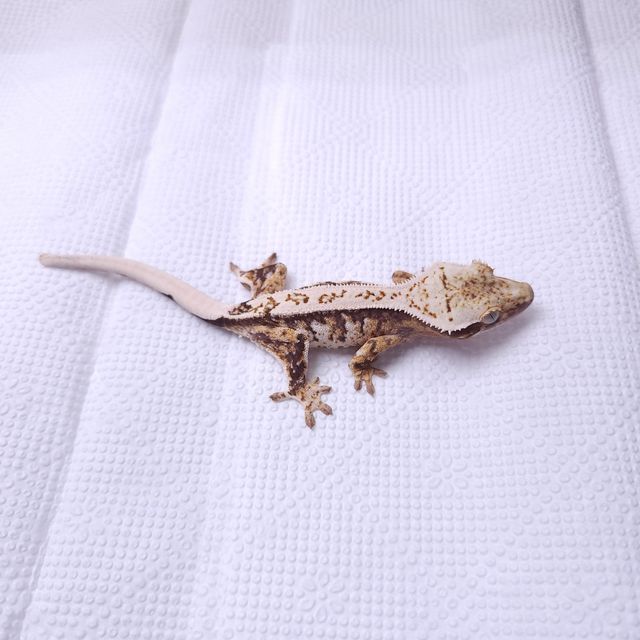 트라이