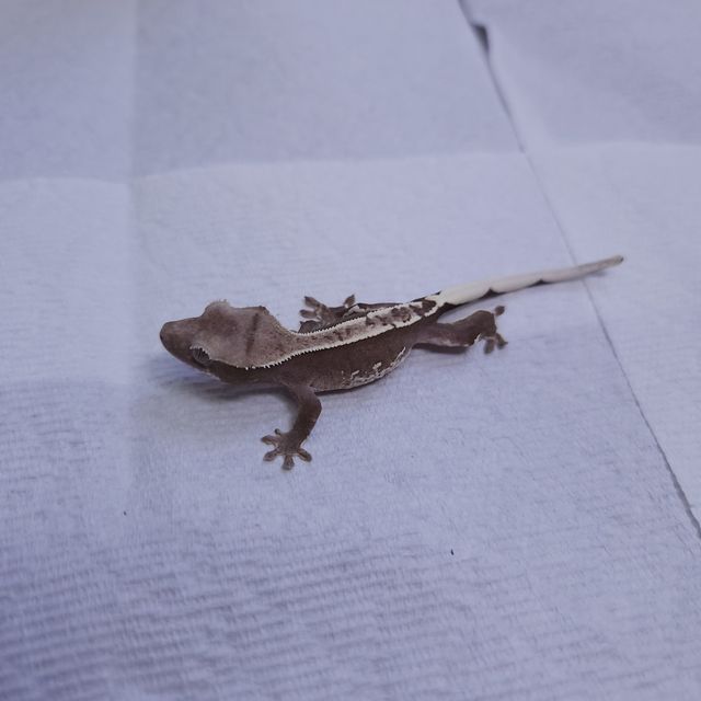 아잔틱