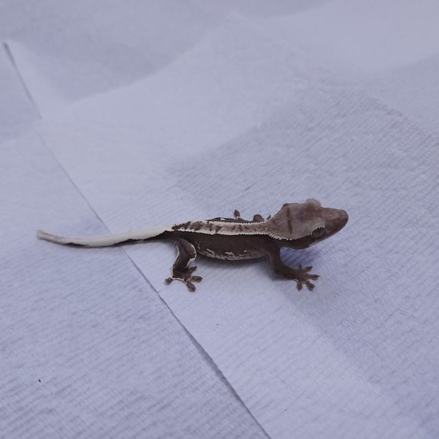 아잔틱