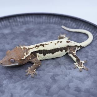 스칼렛