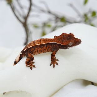 타로x플로니