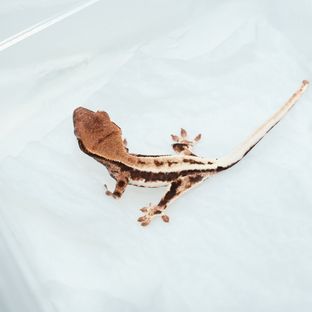 프라푸치노