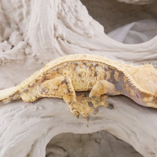 Spt