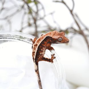 트리닐x타로