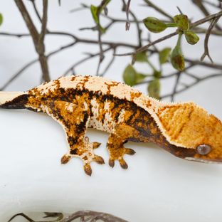 바쓰x레이