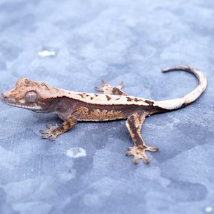 세이블