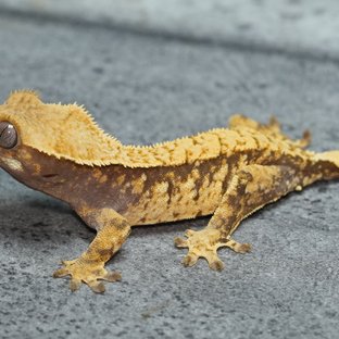 노멀 익스트림할리퀸 옐로우