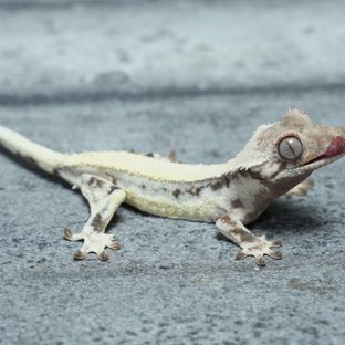 릴리 세이블 화이트