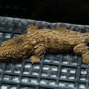 누아나 하이 컬러 트루 컬러