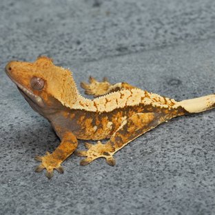 노멀 텐저린 할리퀸 트라이