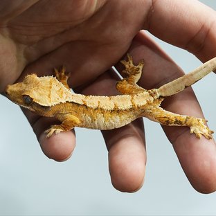 트라이 화이트스팟 옐로우 화이트