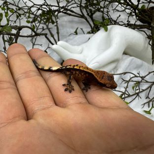 타로x아리아
