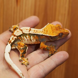 B1