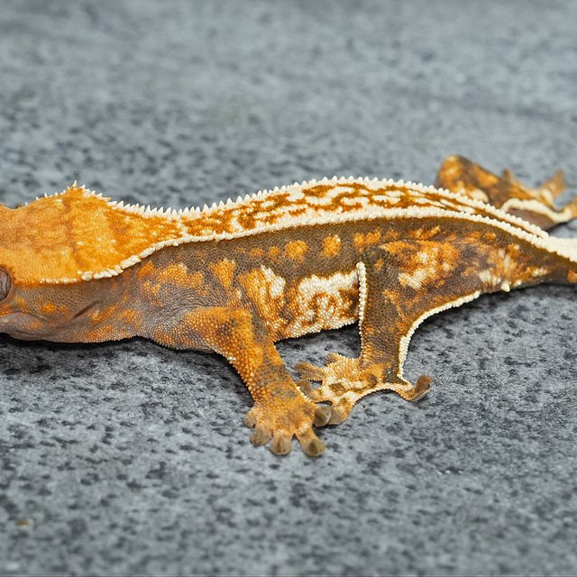 풀핀 쿼드 텐저린