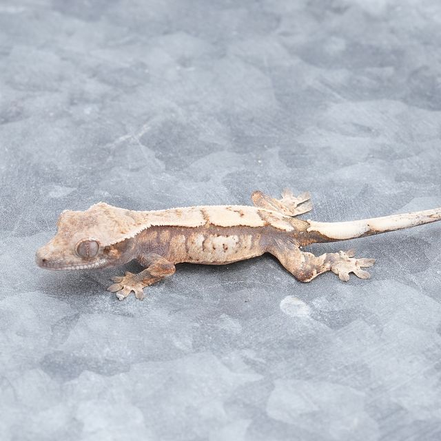세이블