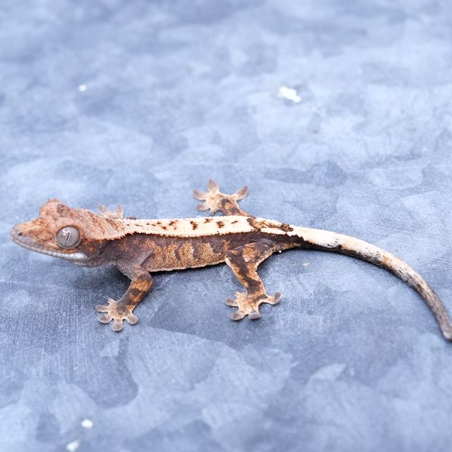 세이블