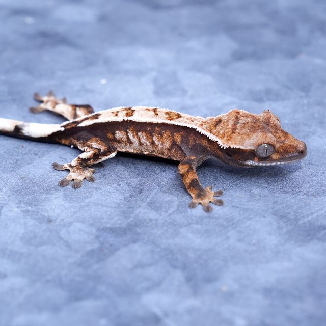 세이블