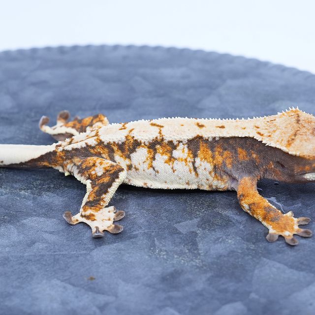 바브