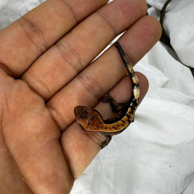 세이블 다크