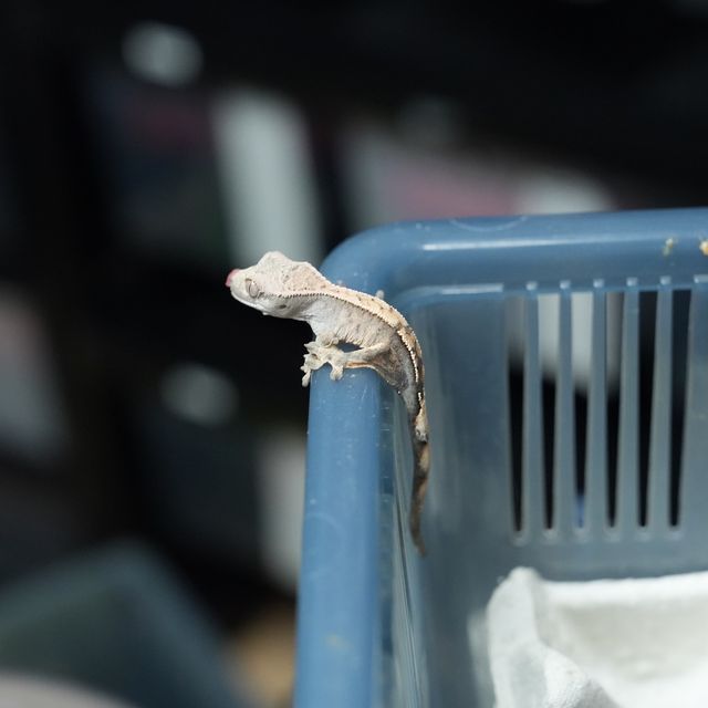 세이블 다크