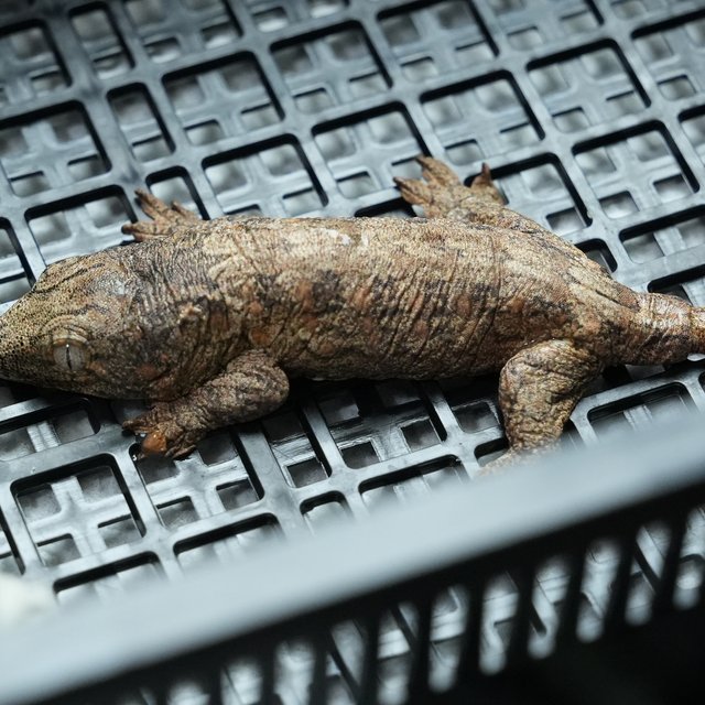 누아나 트루 컬러 하이 컬러