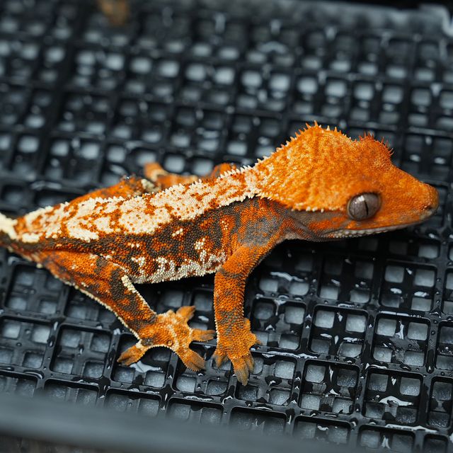 블랙 텐저린 할로윈 바브 레이지 노멀