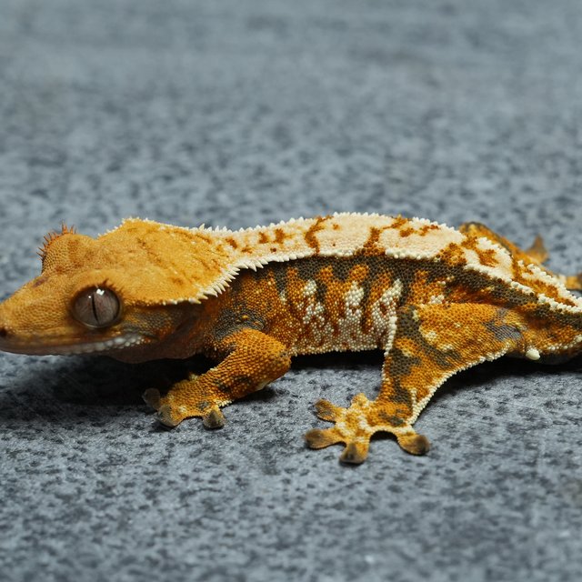 트라이 화이트스팟 화이트핀 텐저린