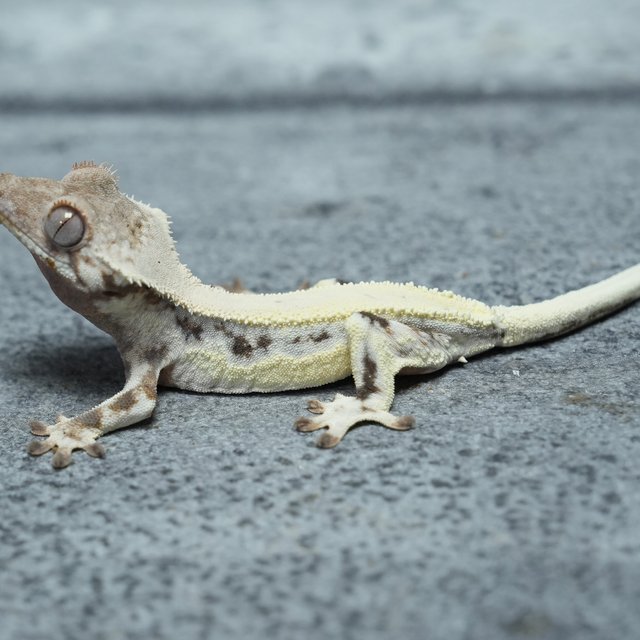 릴리 세이블 화이트