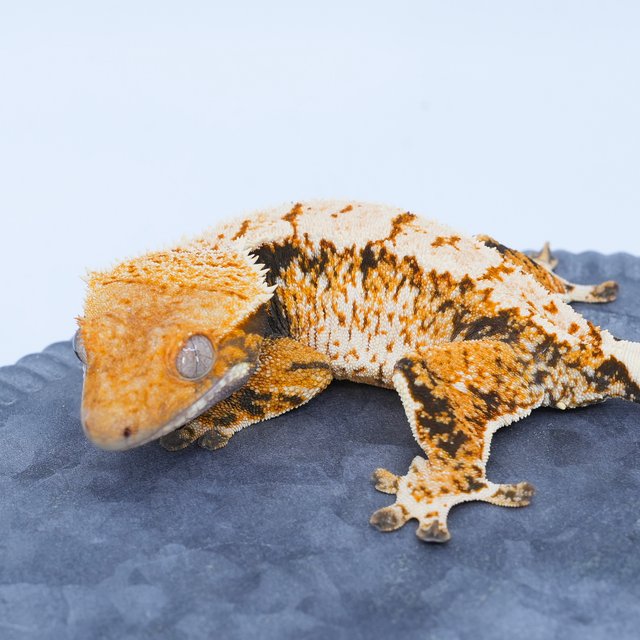 트라이 텐저린 할리퀸 화이트스팟