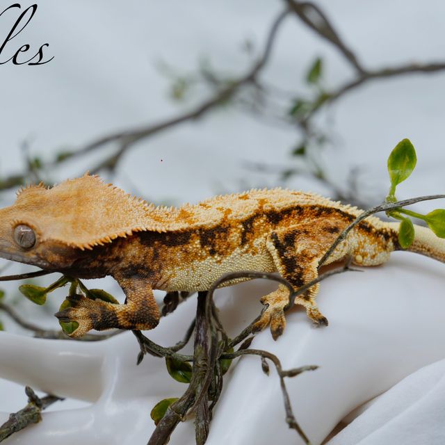 에밀리 쿼드 화이트핀 텐저린