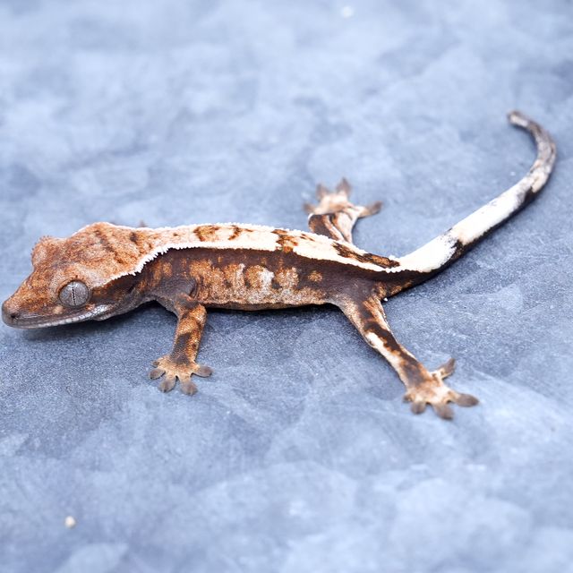 세이블