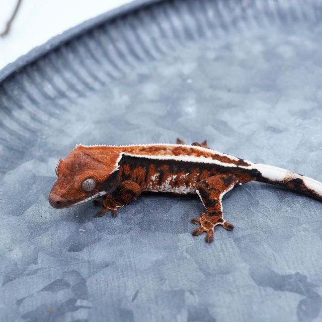 카푸치노 트라이 레이지 바브