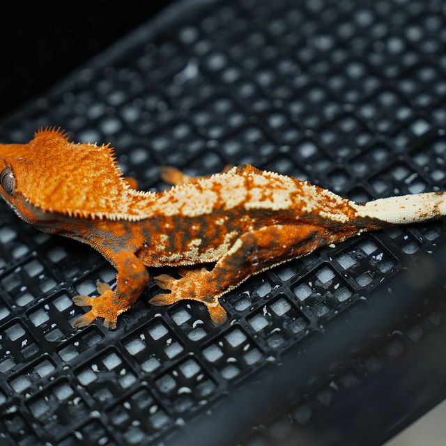 블랙 텐저린 할로윈 바브 레이지 노멀