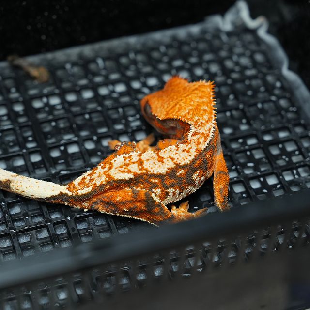 블랙 텐저린 할로윈 바브 레이지 노멀