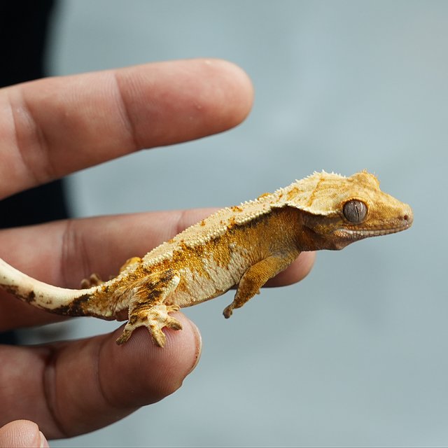 트라이 화이트스팟 옐로우 화이트