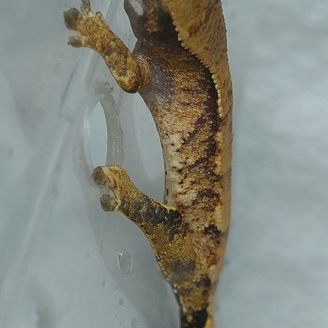 SPT