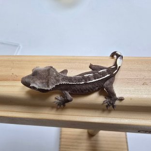 아잔틱