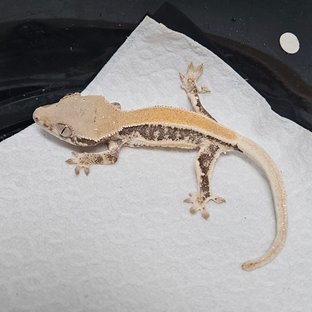 릴리100%헷아잔틱 솔리드백