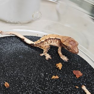 트라이