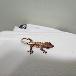 트라이