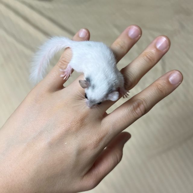 하이 화이트