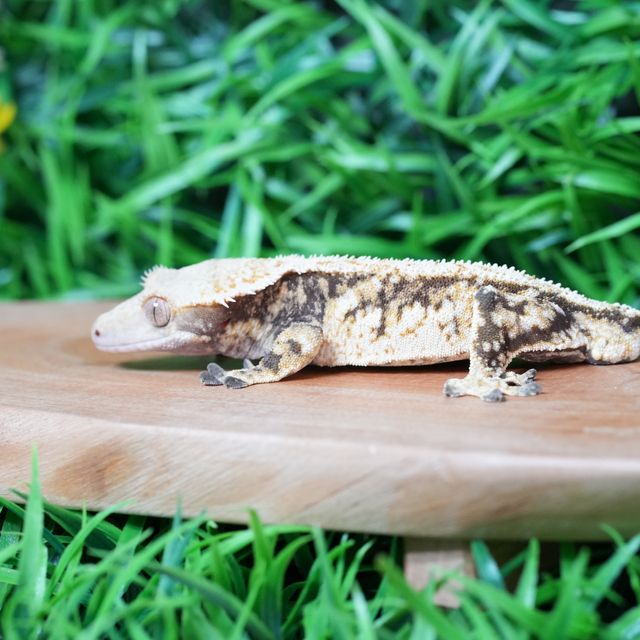 트라이