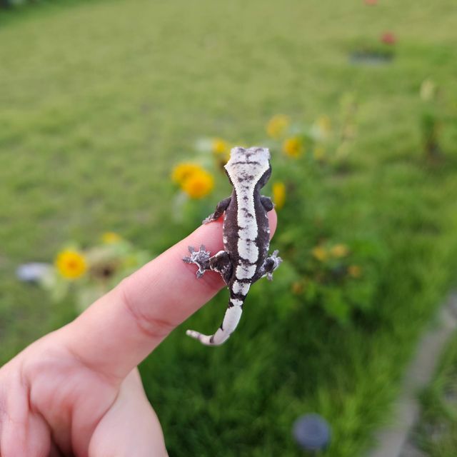 아잔틱