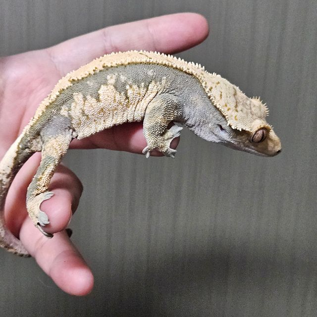 100%헷아잔틱